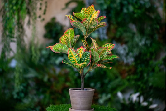 Croton Tree (Yellow/Green)