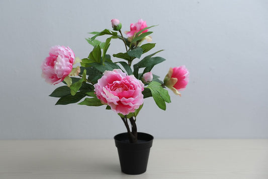 Peony Plant (Pink/Green)